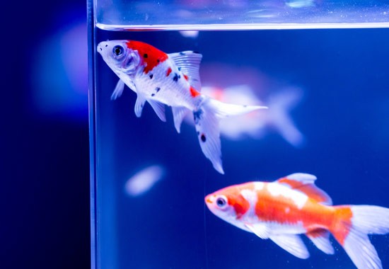 aquarium-beleuchtung-hanako-koi