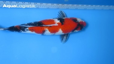 Marusai Showa 43 cm