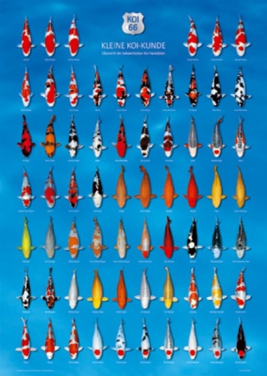 AquaLogistik Koi-Poster 66, L: 60 x B: 84 cm